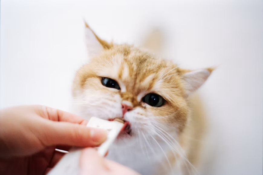 Vitamin Kucing untuk Menjaga Kesehatan Kulit dan Bulu